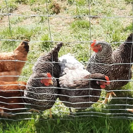 Landgasthof Simon Waldrach