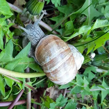Landgasthof Simon Ξενοδοχείο