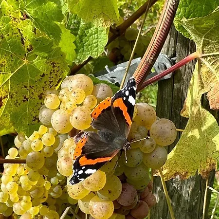 Landgasthof Simon Waldrach