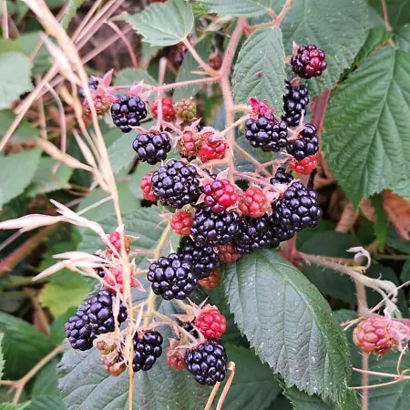 Landgasthof Simon Waldrach