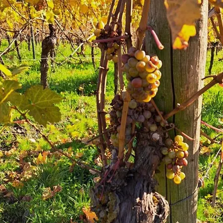 Landgasthof Simon Hotel Waldrach