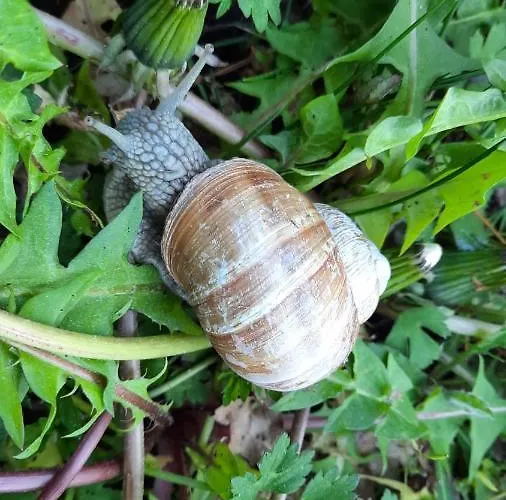 Landgasthof Simon 호텔