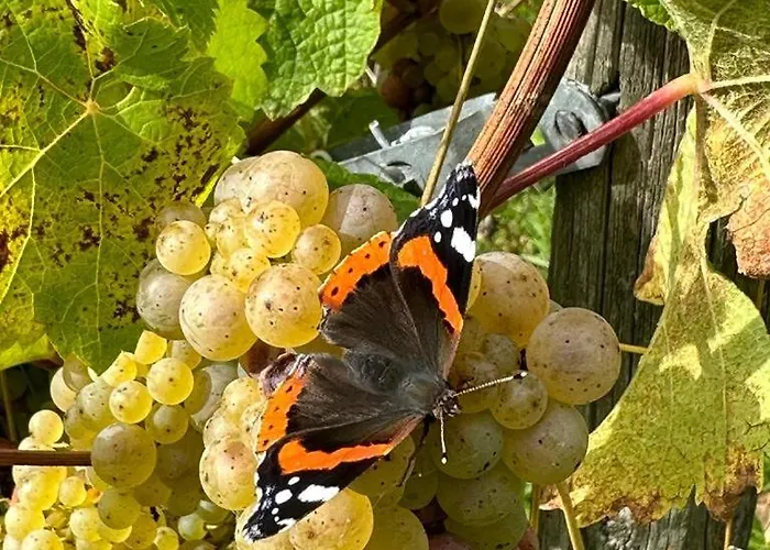 Landgasthof Simon 불드라크