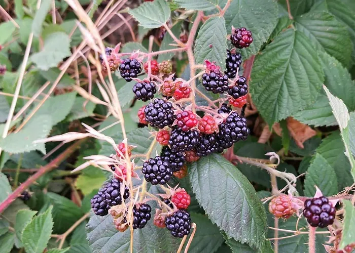 Landgasthof Simon Waldrach