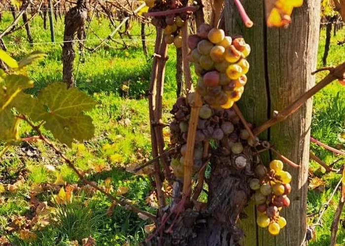 Landgasthof Simon Hotel Waldrach